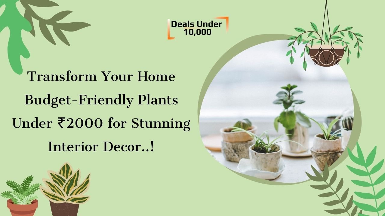 Read more about the article Transform Your Home: Budget-Friendly Plants Under ₹2000 for Stunning Interior Decor..!